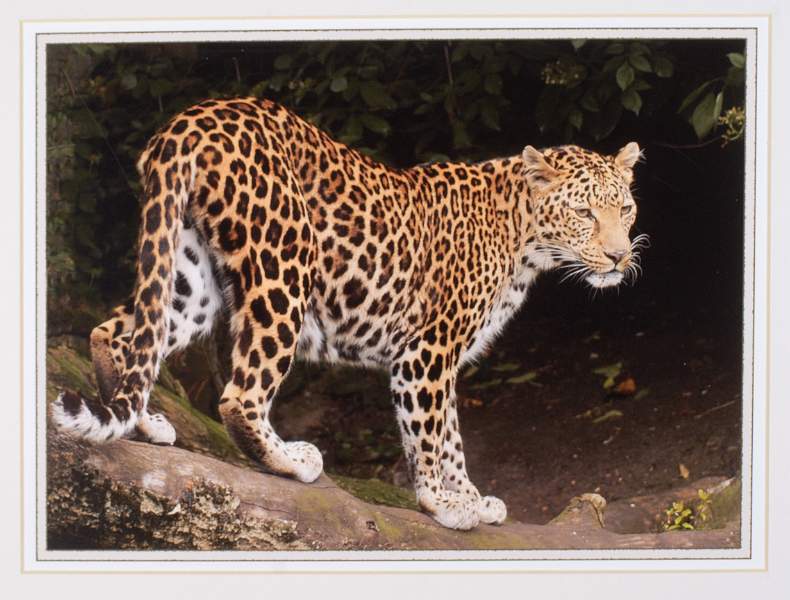 Leopard by Ron Pain 7558.jpg - Leopard by Ron Pain LRPS